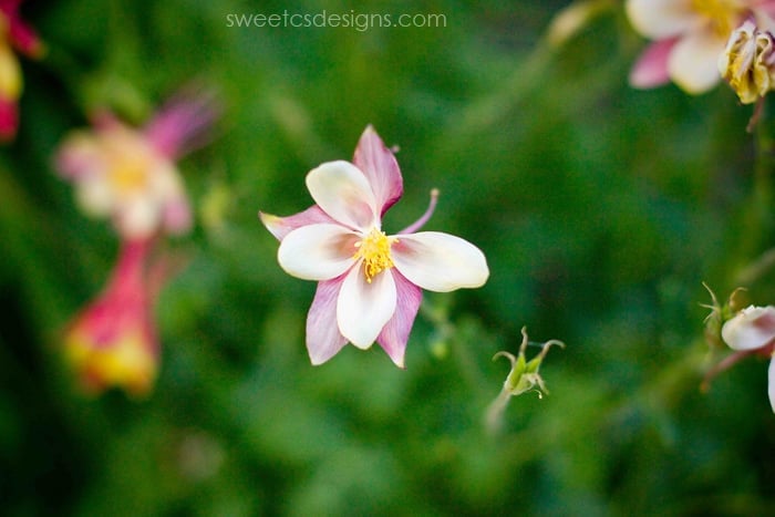 columbines around the base of vail mountain in summer