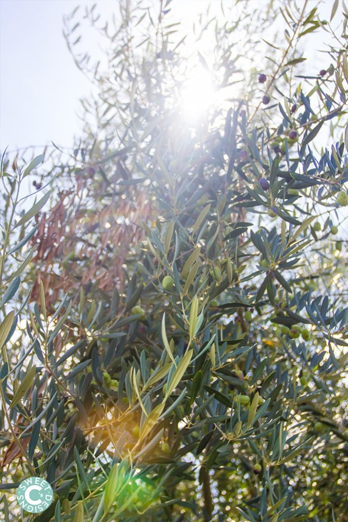 olive tree