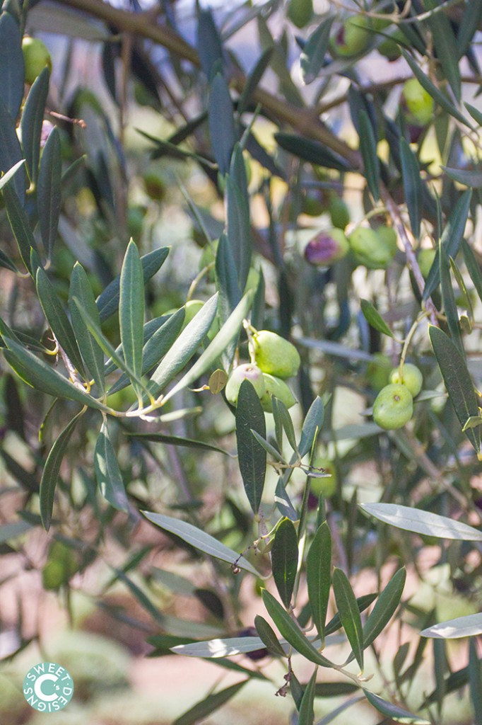 olives at matanzas creek winery