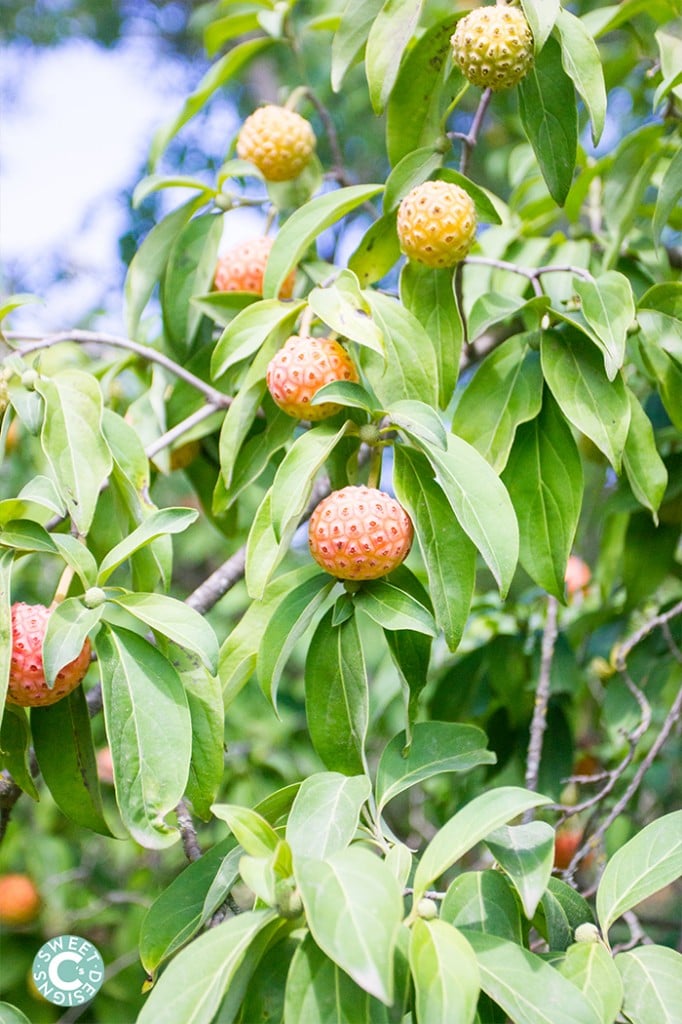 tree matanzas