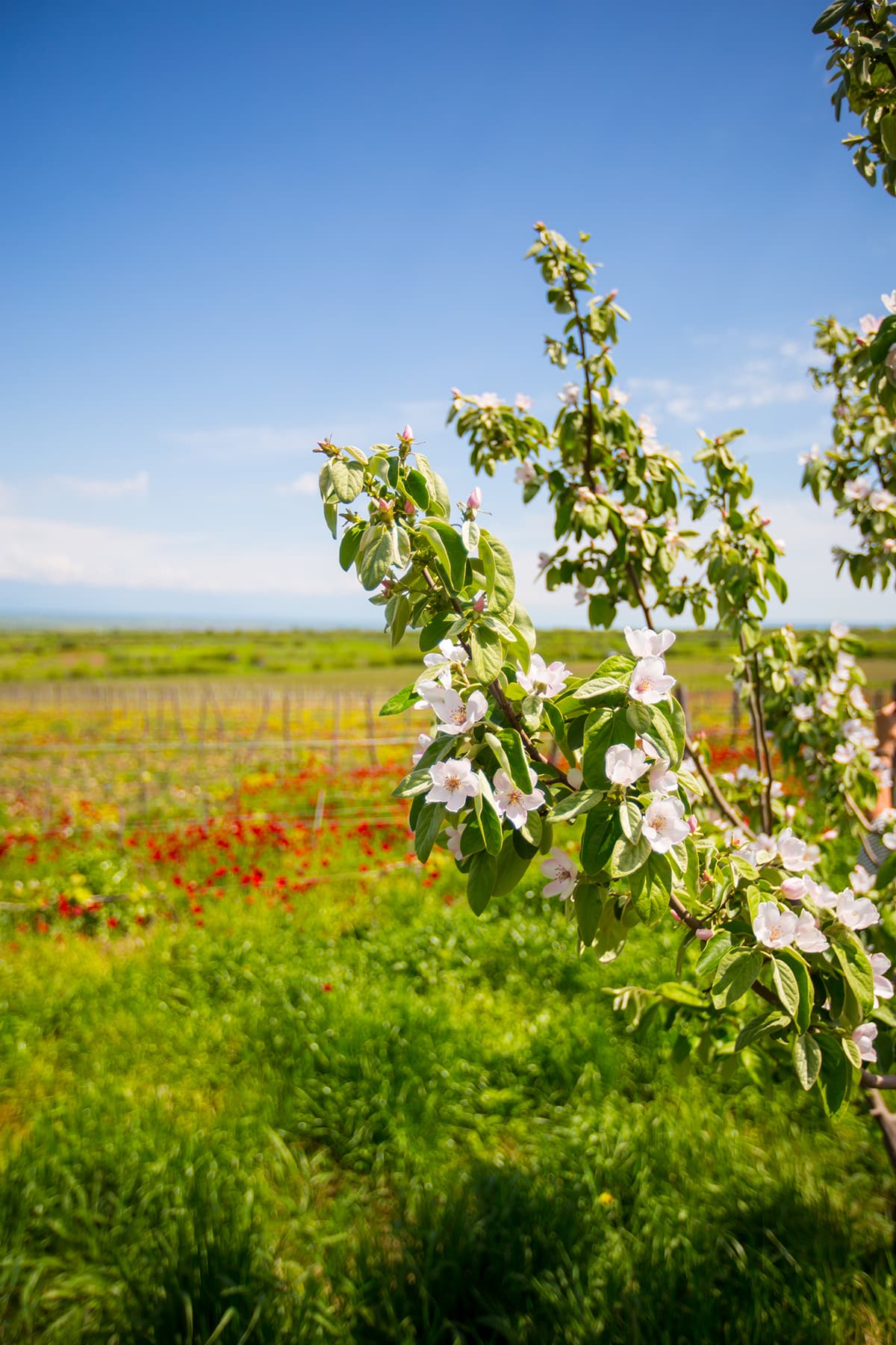 Blossoms in vineyard, Khaketi Region, Georgia