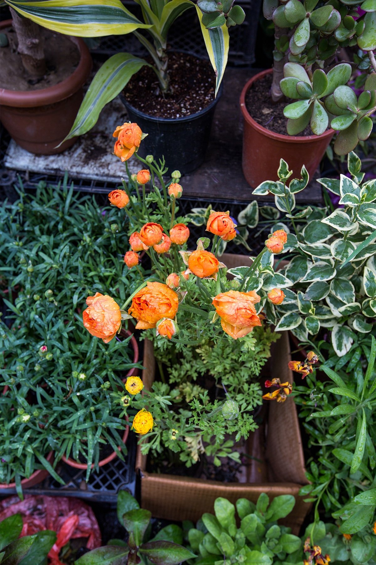 Flowers from a vendor, Tbilisi