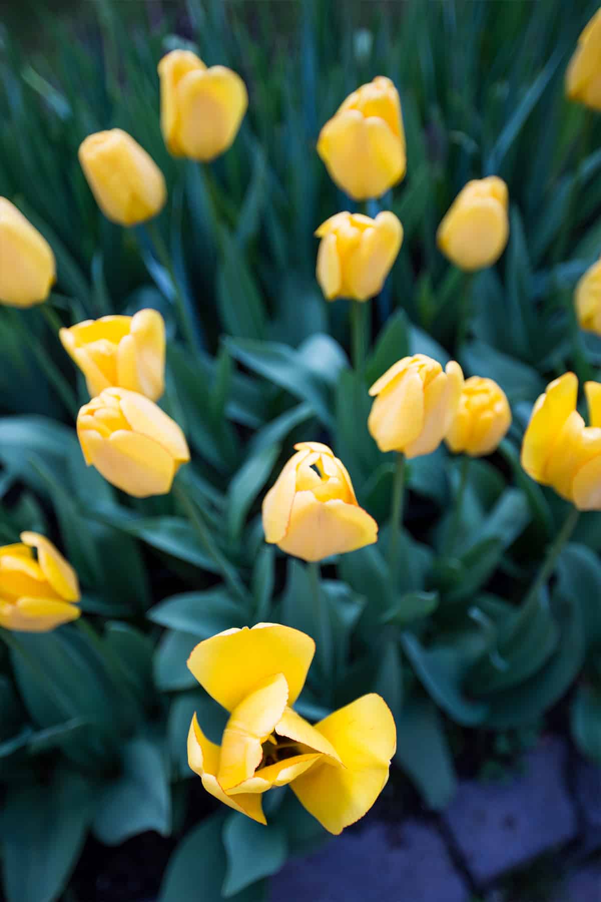 Tulips at Saint Ninos Monastery, Georgia