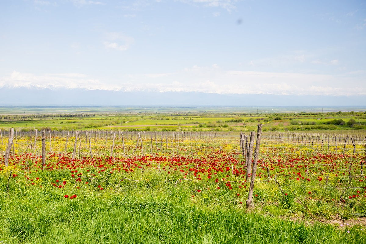 Vineyard in Khaketi Region, Georgia