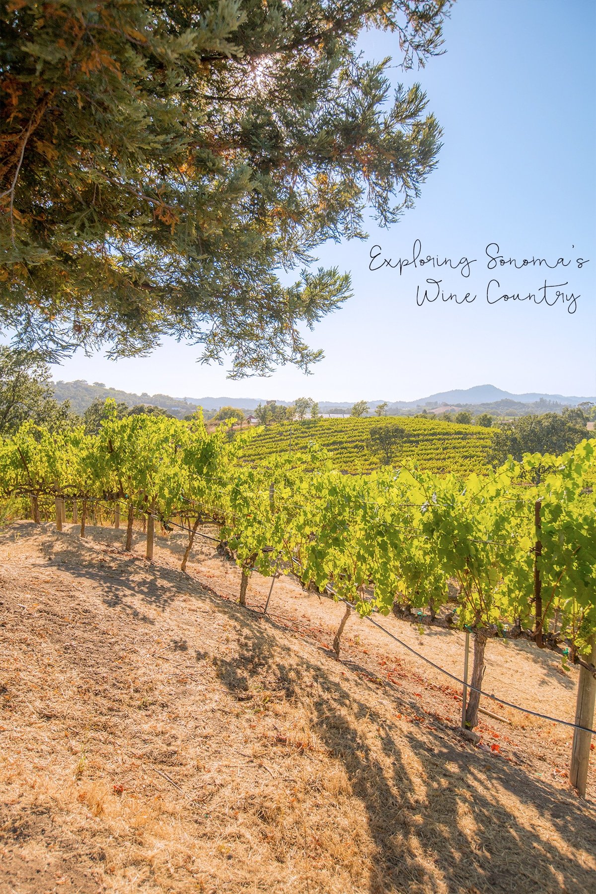 Exploring sonoma's wine country- the most gorgeous place in California!