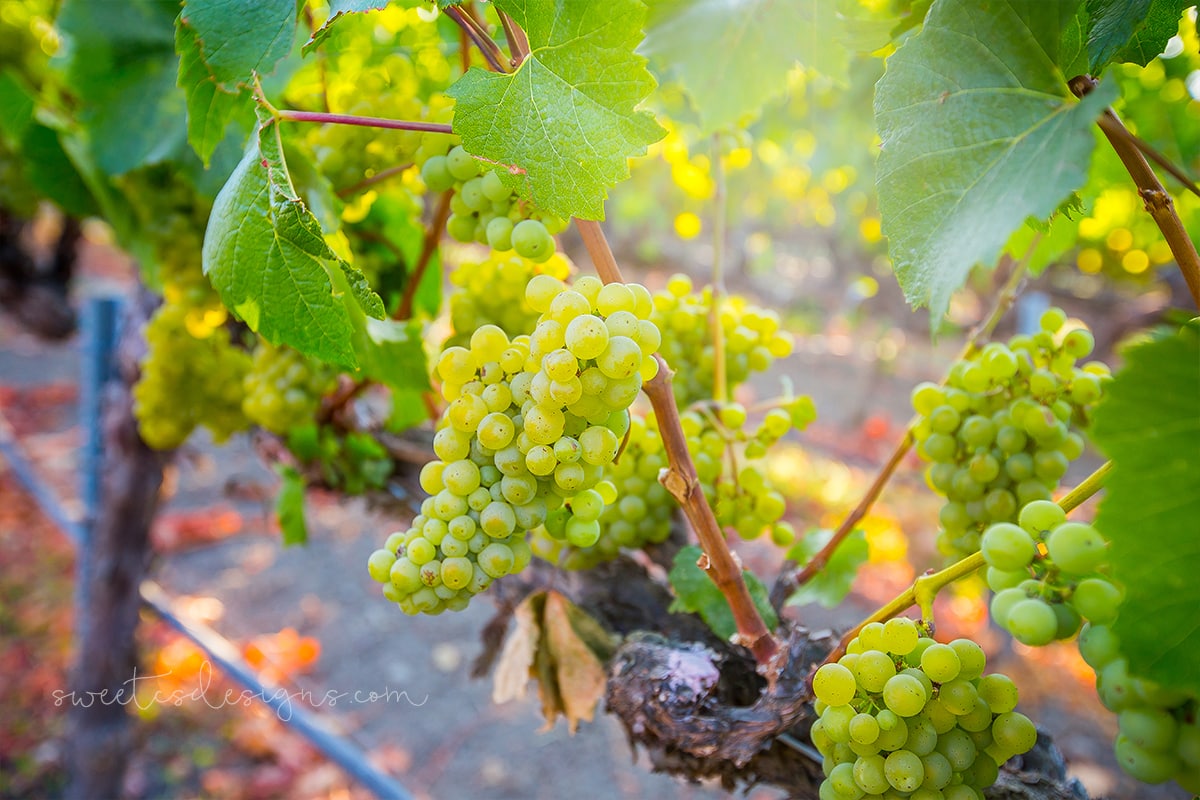 Grapes on the vine at La Crema Winery