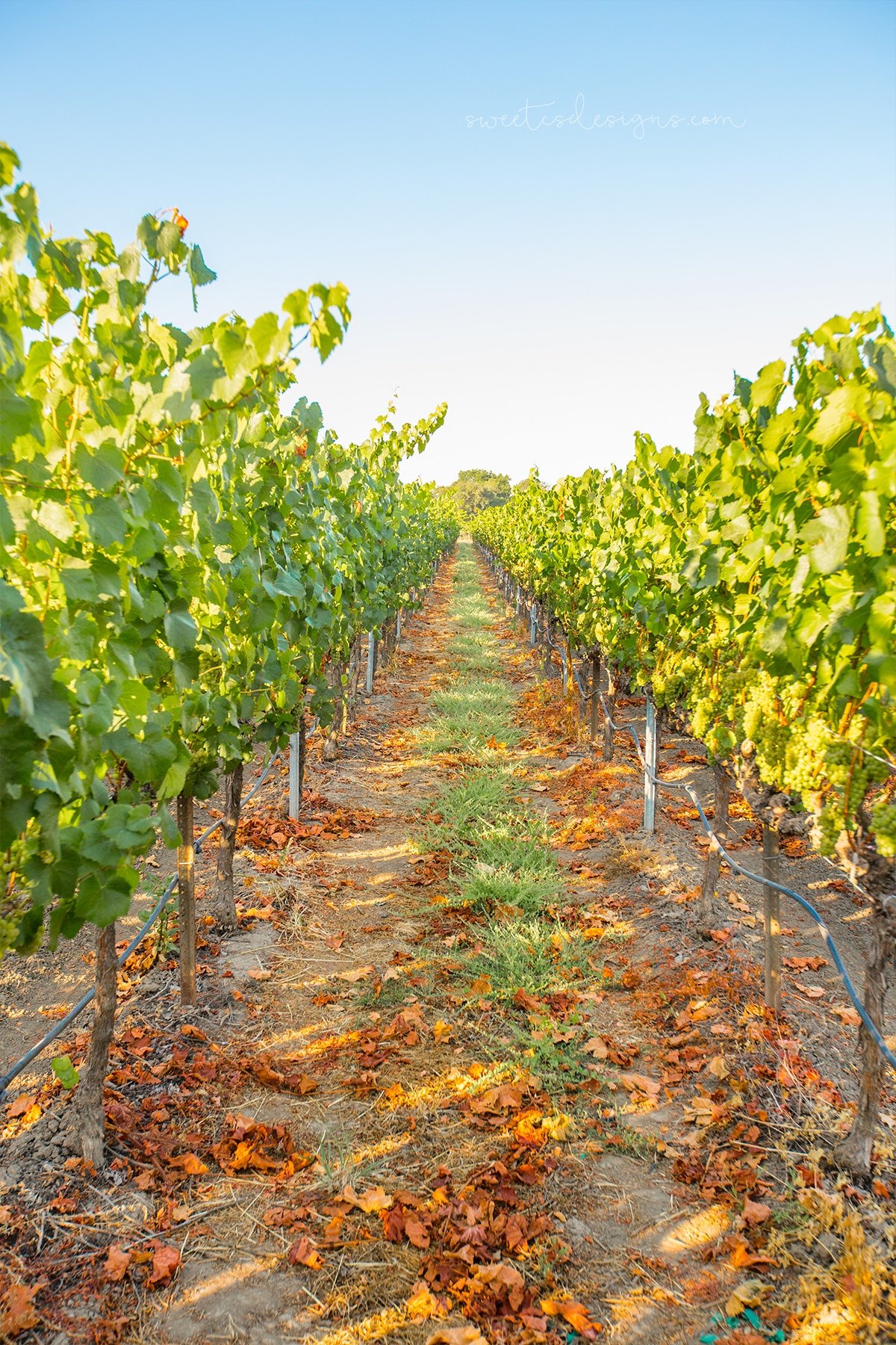 In the vines at La Crema winery