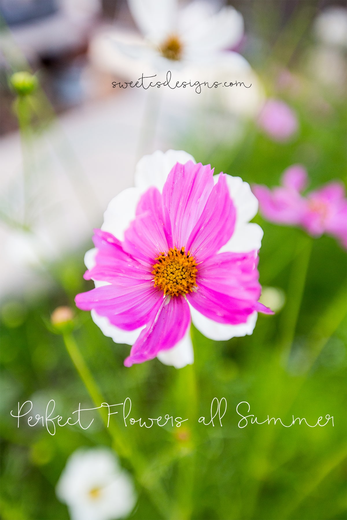 Perfect Flowers all Summer Long! Sweet Cs Designs