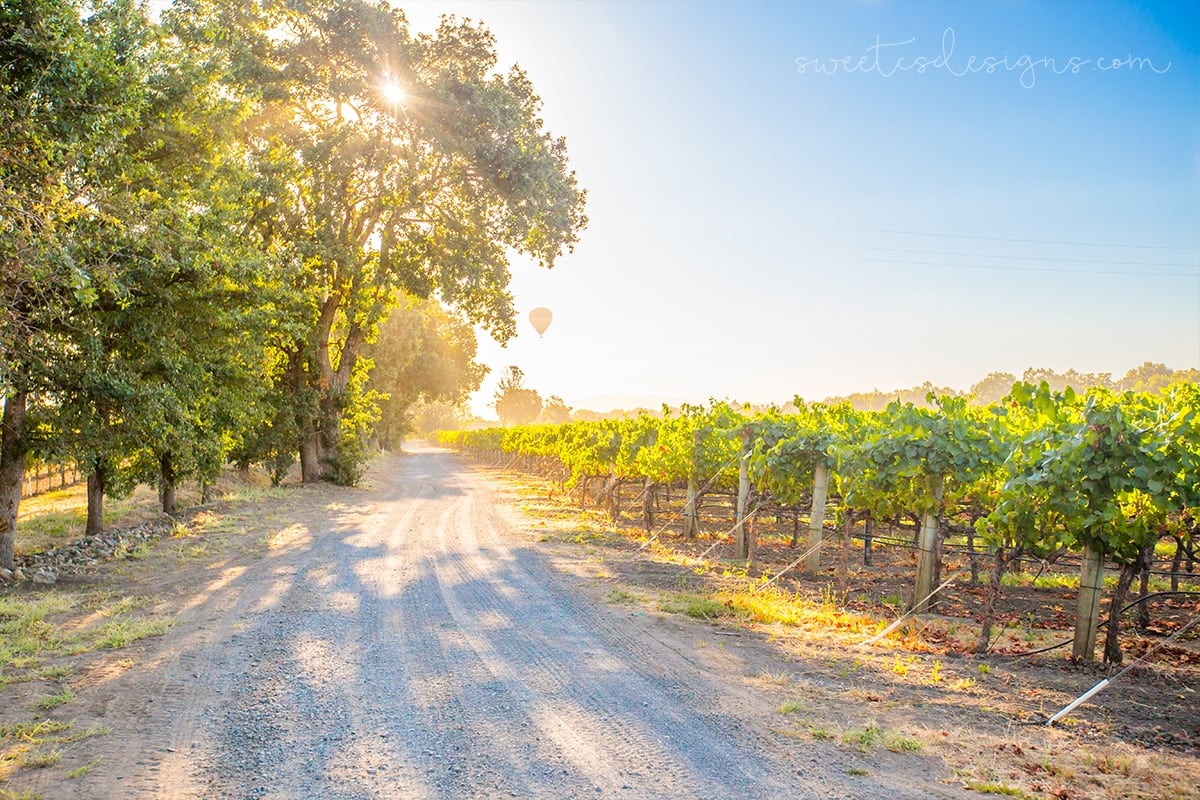 Sunrise in the vineyard- La Crema winery