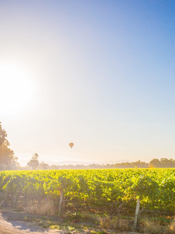A hot air balloon is exploring Sonoma's Wine Country.