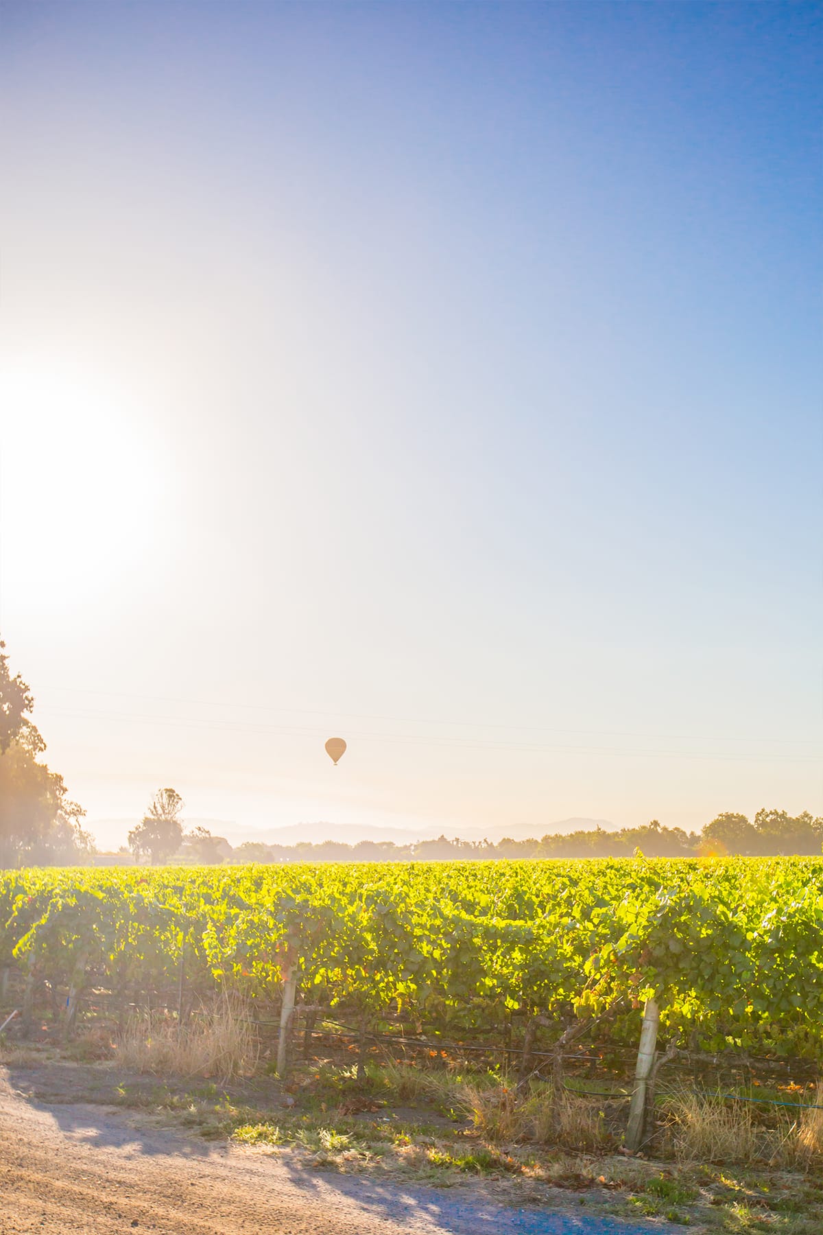 Sunrise over the vineyards at La Crema