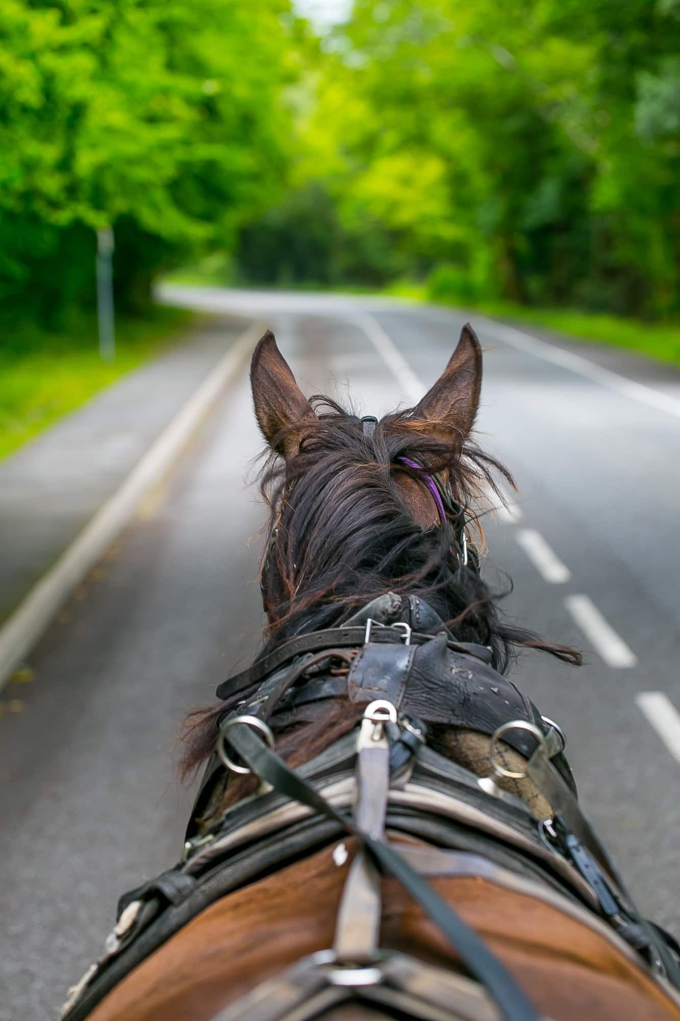 Horse carriage through Killarney National Park, Ireland