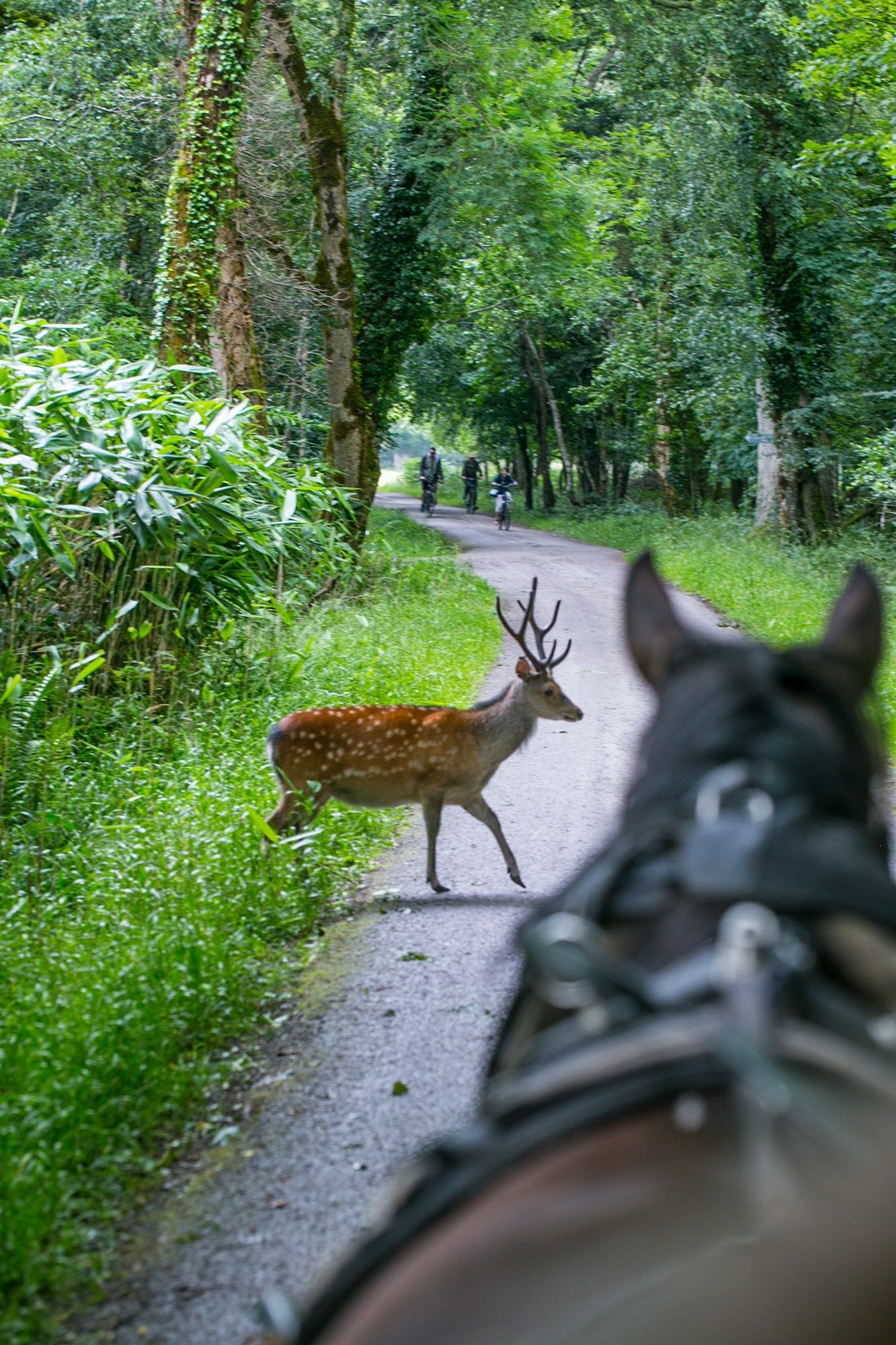 Small deer, Killarney National Park, Ireland