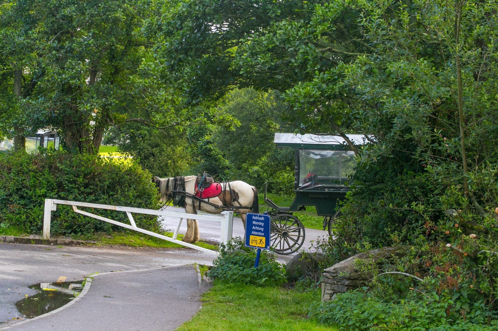 Jaunting car ride, Killarney Ireland