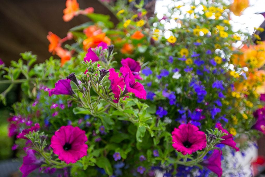 Flower basket, Blarney Castle, Ireland