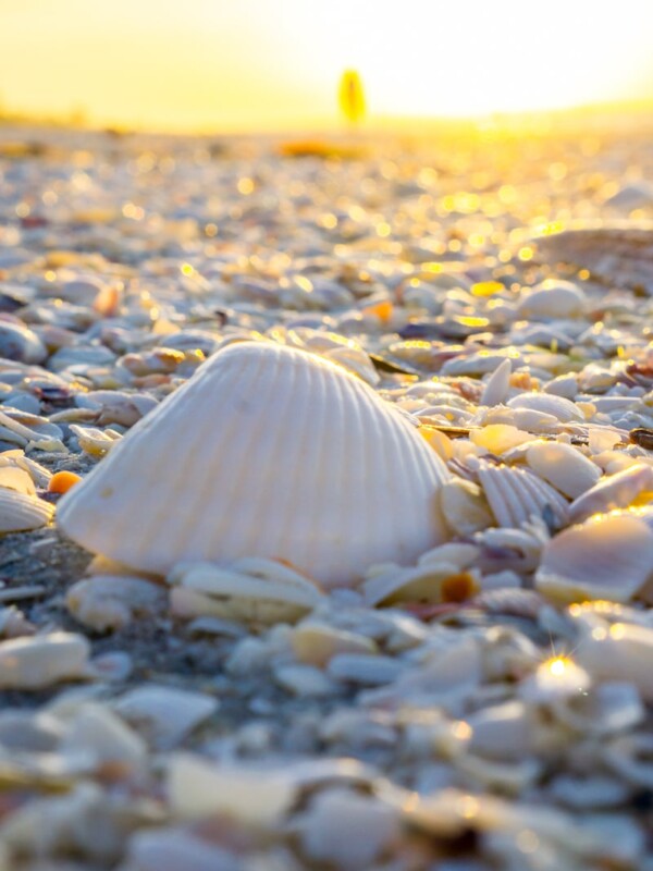 A shell on the beach at sunset on Sanibel Island, Florida.