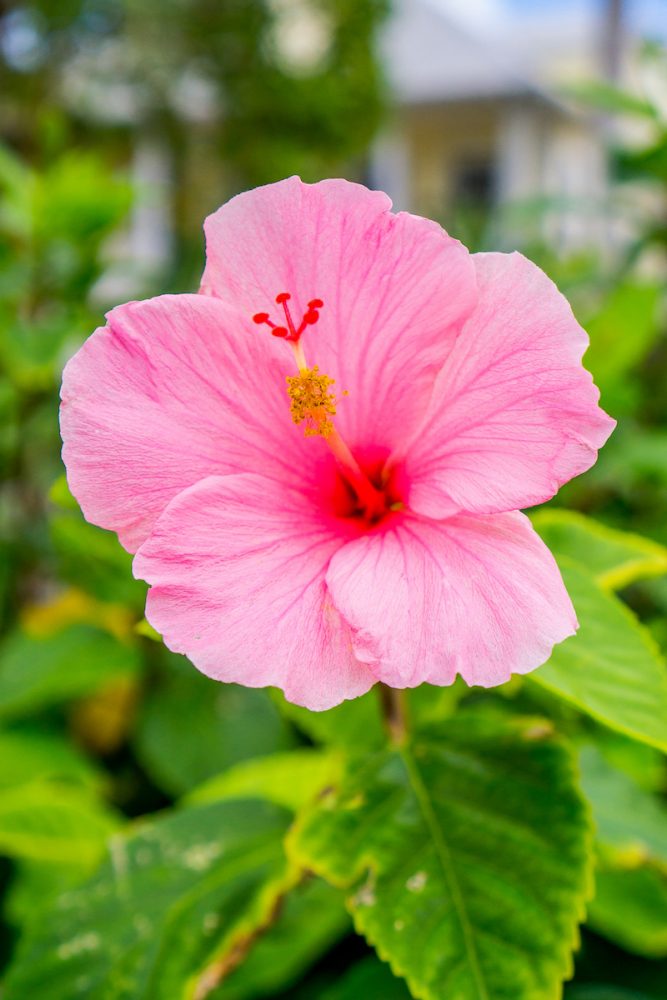 Visiting Sanibel Island Florida Why to Pick Sanibel for a Beach