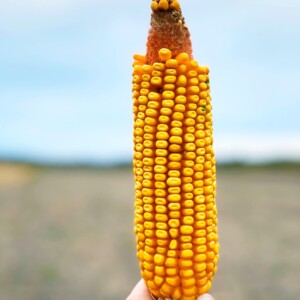 A person holding an ear of corn in front of a Corn Fed field.