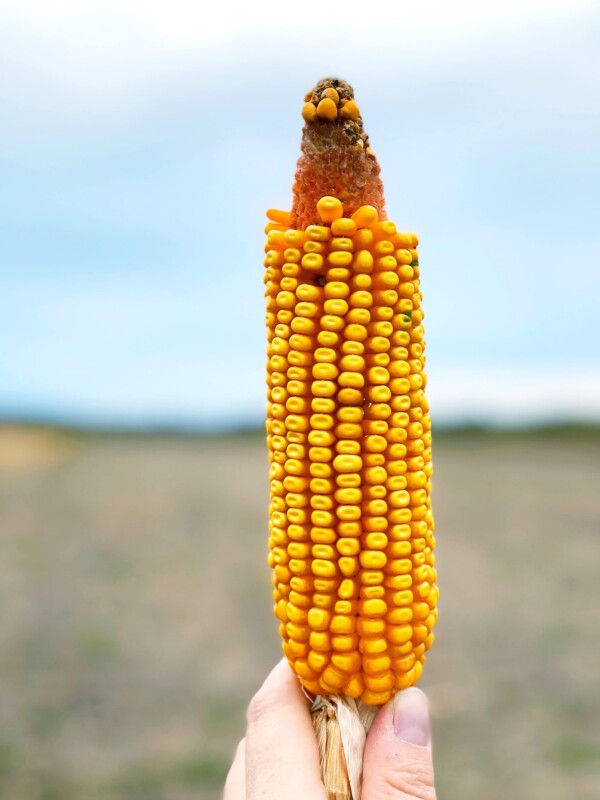 A person holding an ear of corn in front of a Corn Fed field.