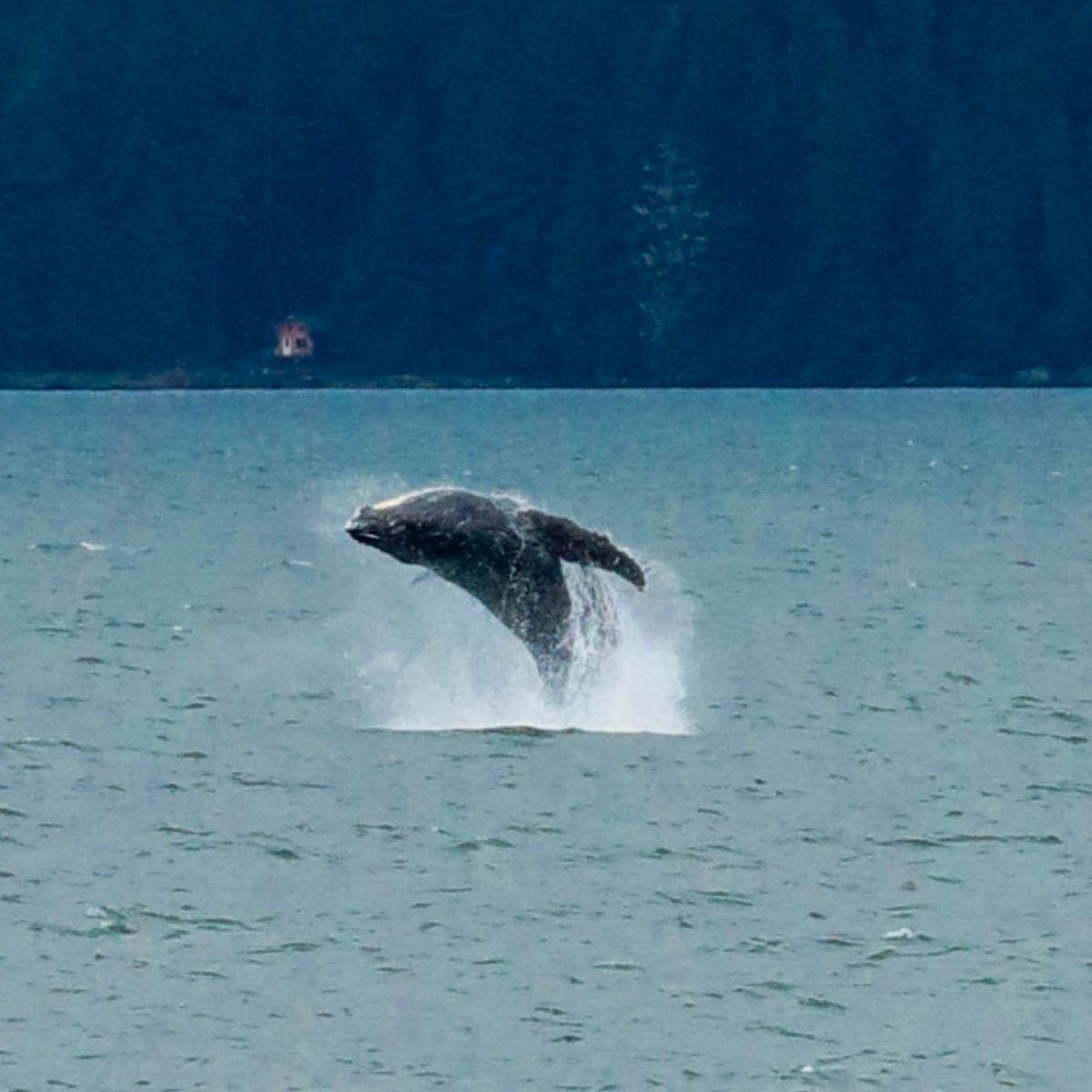 picture of whale jumping out of ocean in juneau alaska