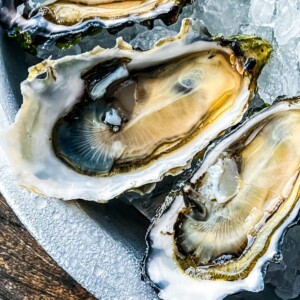 picture of oysters on a plate