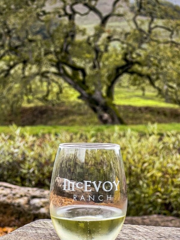 picture of glass of wine in front of tree at mcevoy ranch