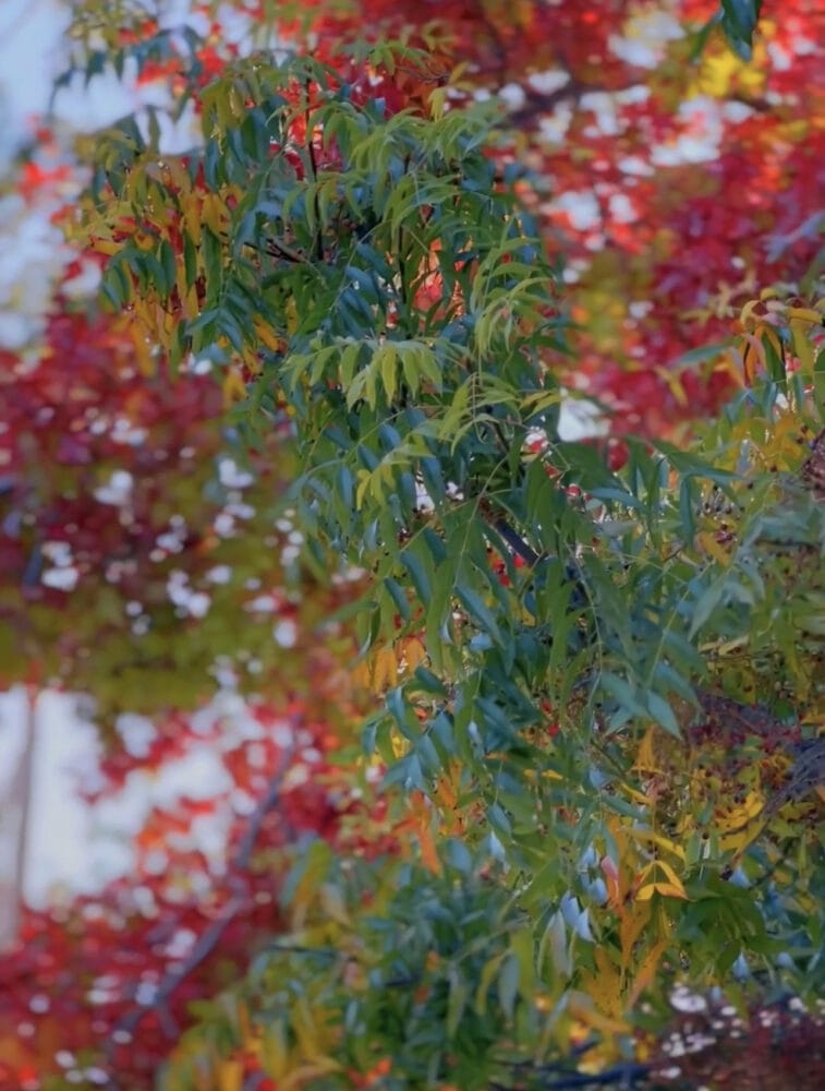 picture of a tree with changing leaves