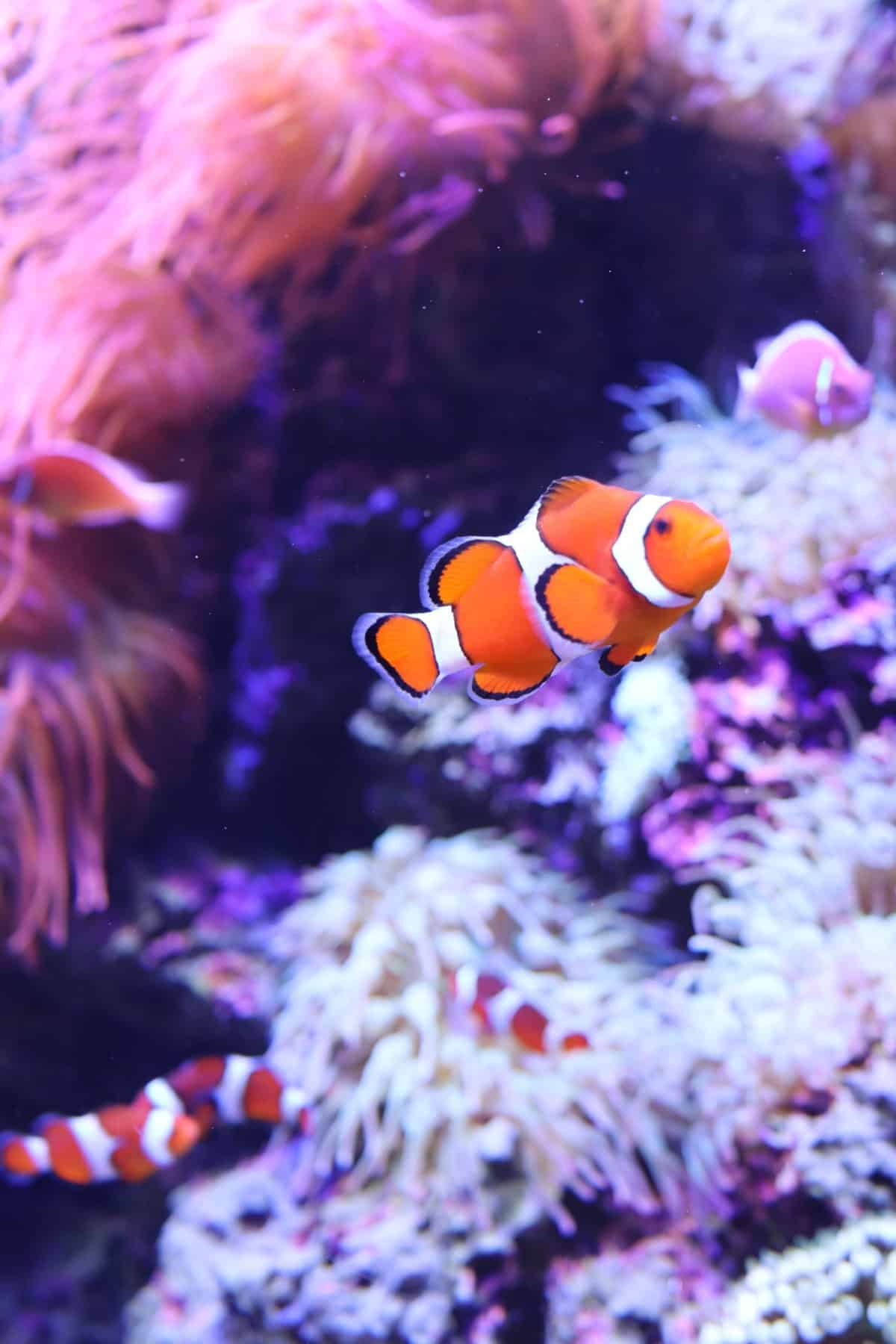 A clownfish swims near coral and sea anemones in an aquarium, with other clownfish and marine life visible in the background.