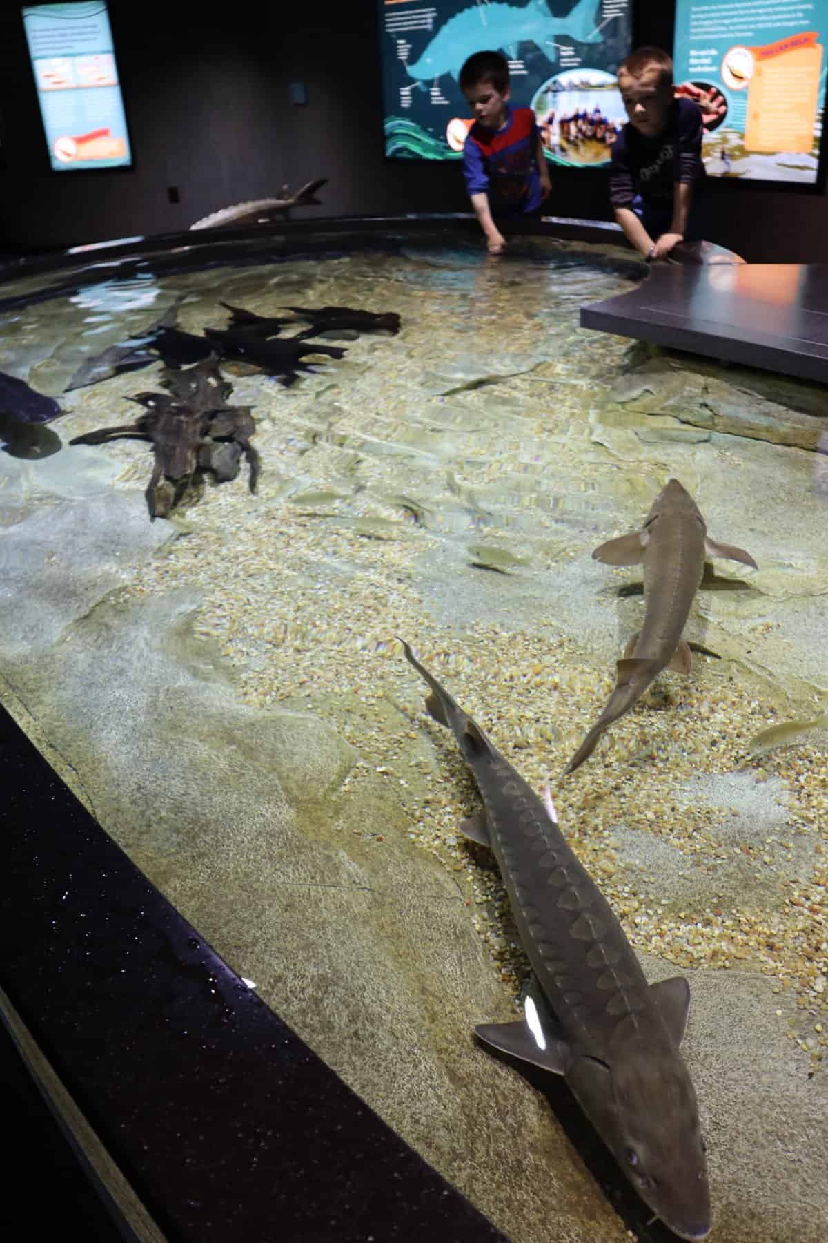 Two children stand at the edge of a touch pool in an aquarium, reaching toward several large fish swimming in shallow water.