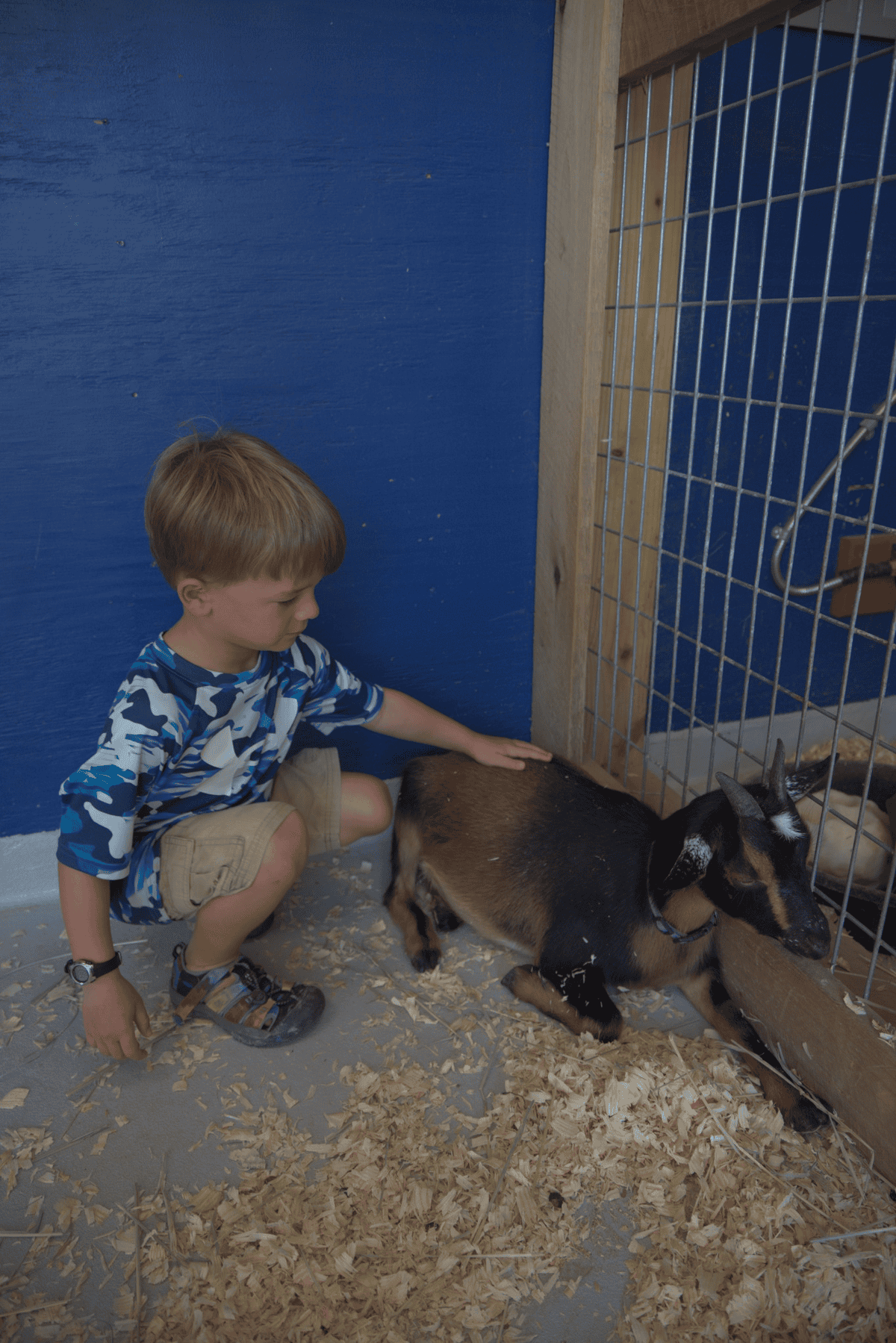 A young boy kneels beside a small brown and black goat inside an enclosure, gently petting its back.
